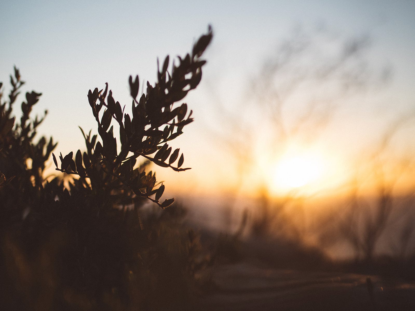 sunset in the bushlands